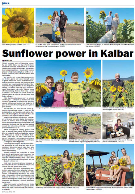 Sunflowers on Kents article